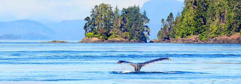 Whale watching in Vancouver on an incentive travel trip